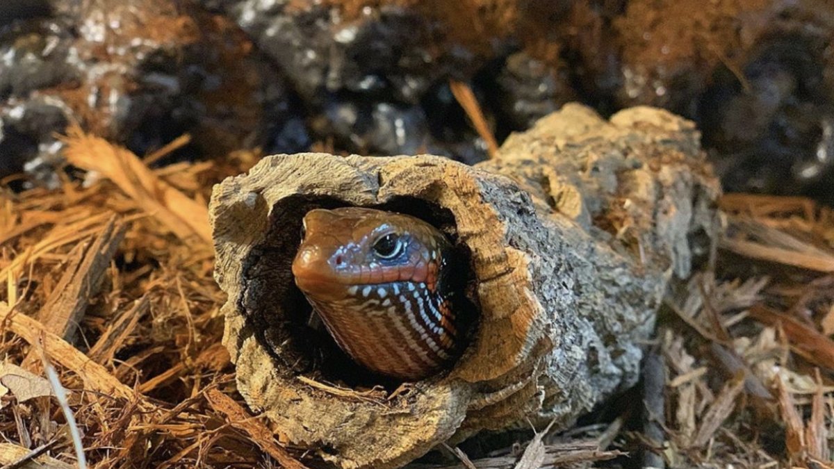 Aries -Fire Skink