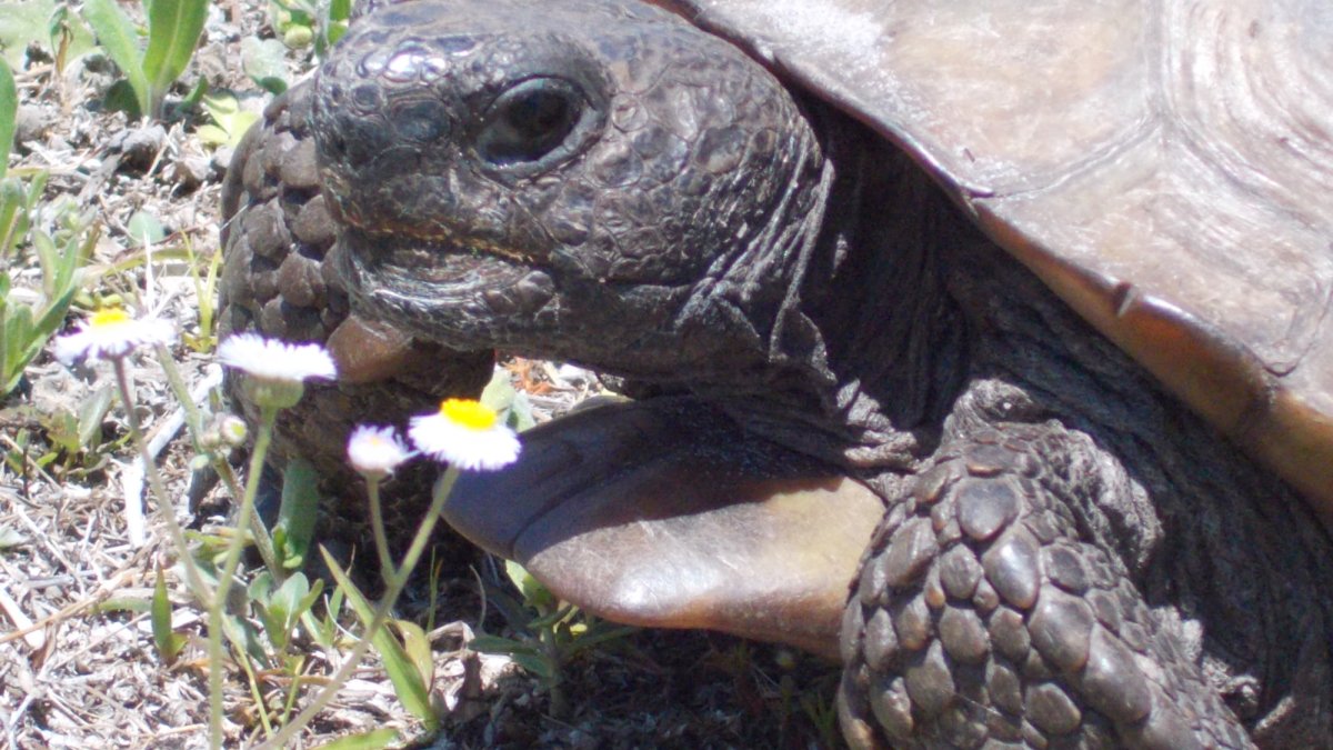 Egmont Key state park has a native gopher tortoise population! There's plenty to go looking for