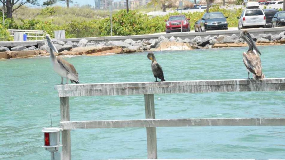 Pelicans, and their duck friend, hanging out under the drawbridge