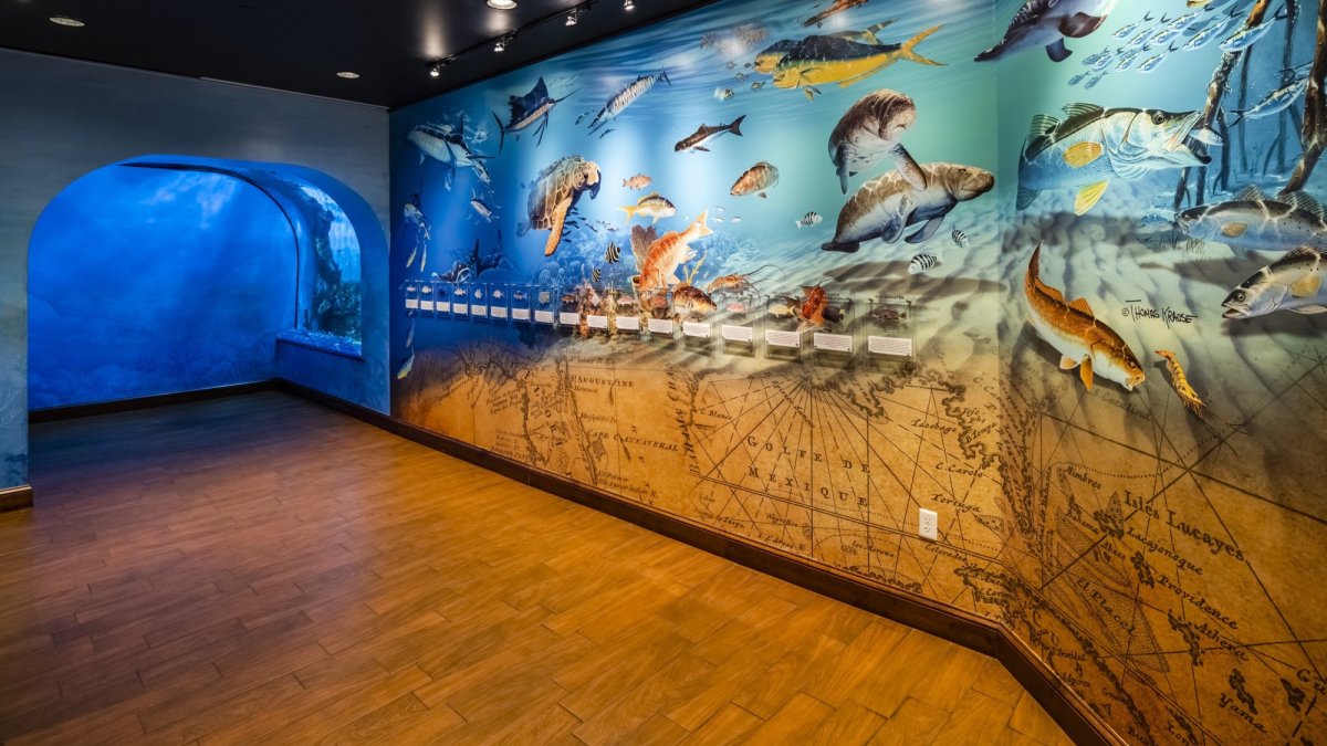 Learn about all the marine life in the tanks at the Educational Wall.