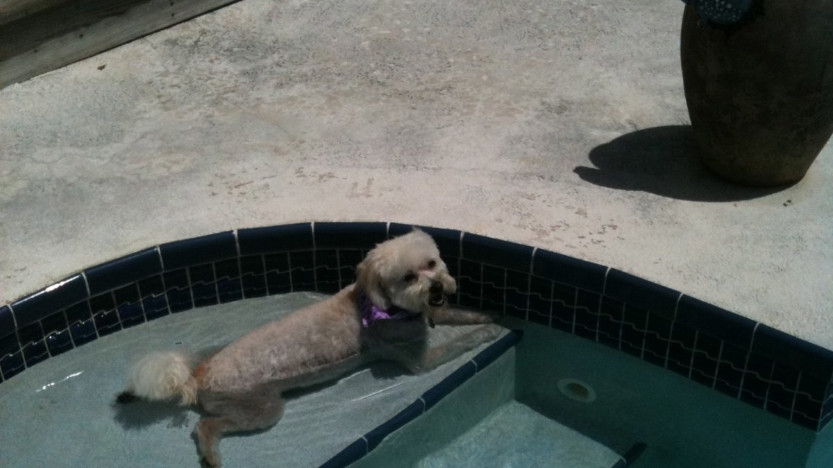 Urban, cooling off in the pool