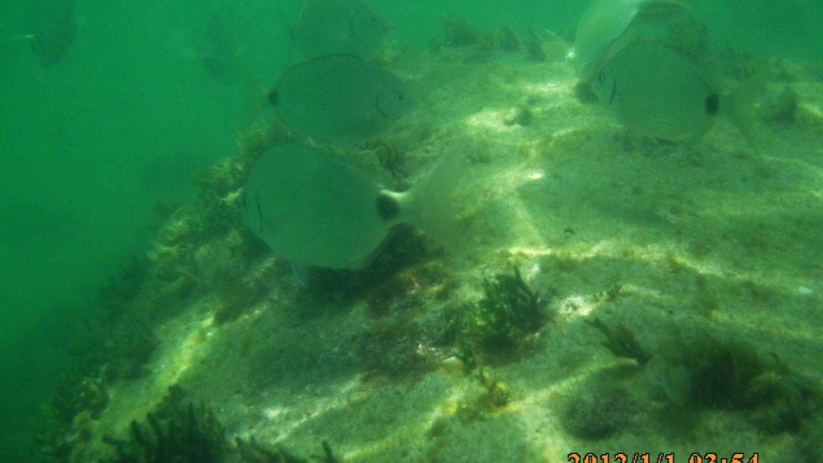 The Snorkeling is top notch out at Egmont Key's sunken ruins!