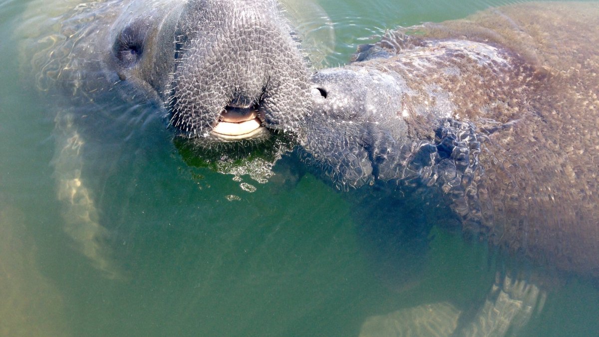 Coastal Kayak Tours St Pete