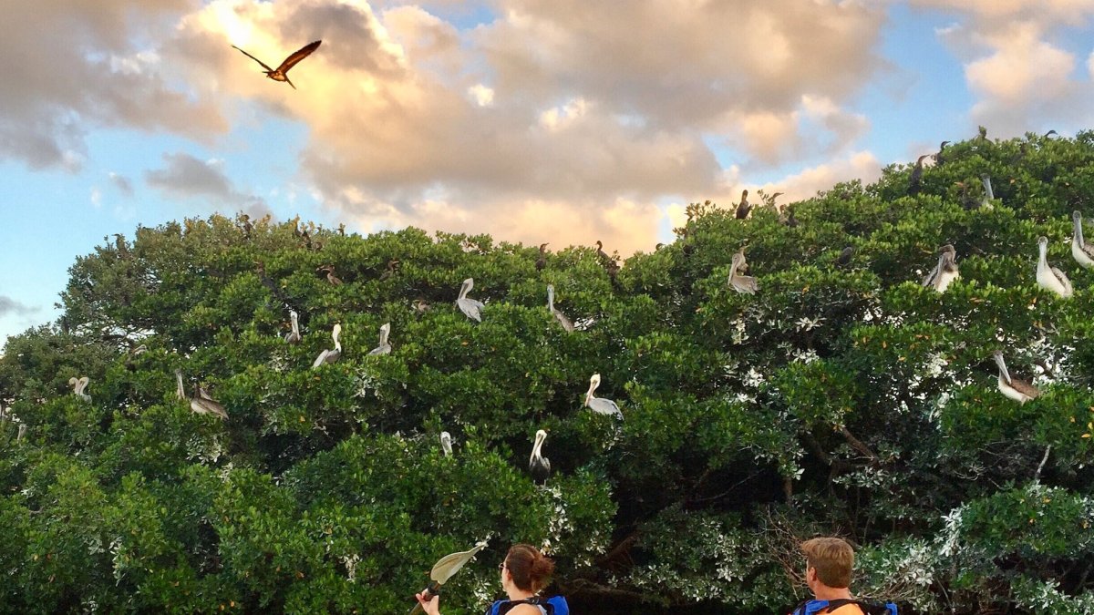 Coastal Kayak Tours St Pete