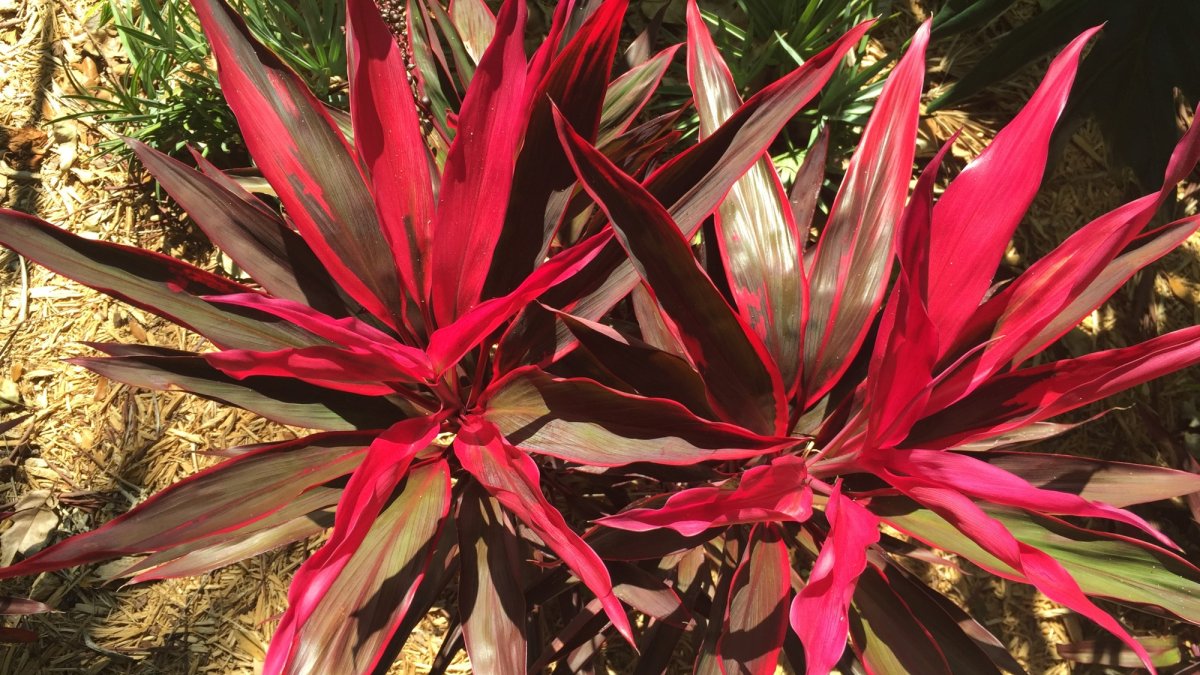Sunken Gardens