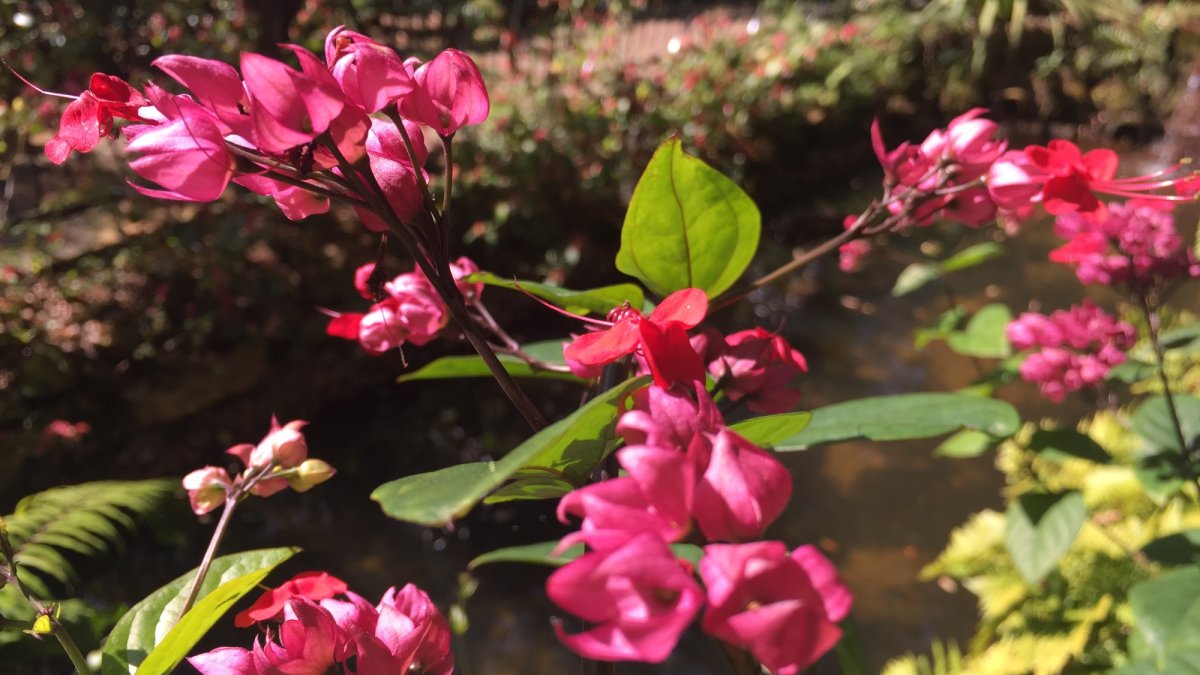 Sunken Gardens