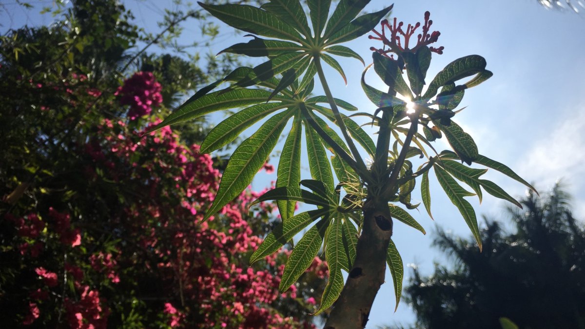 Sunken Gardens