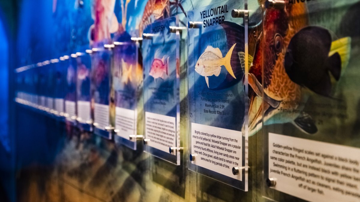 Learn about all the marine life in the tanks at the Educational Wall.