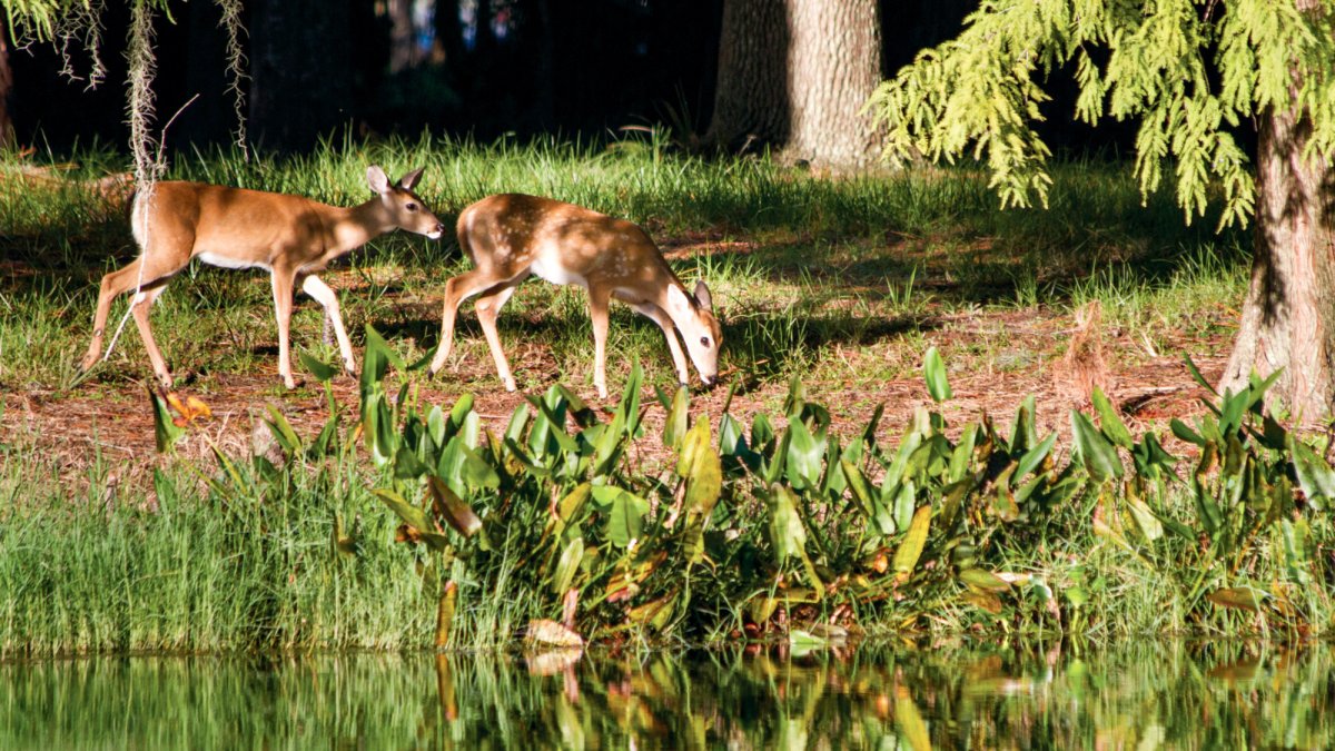 Brooker Creek Deer