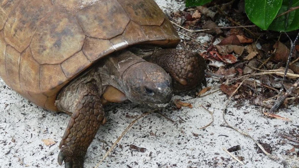 Gopher Tortoise at Egmont Key