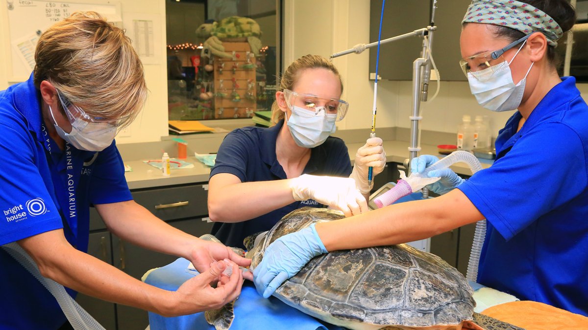 surgical suite for sea turtles