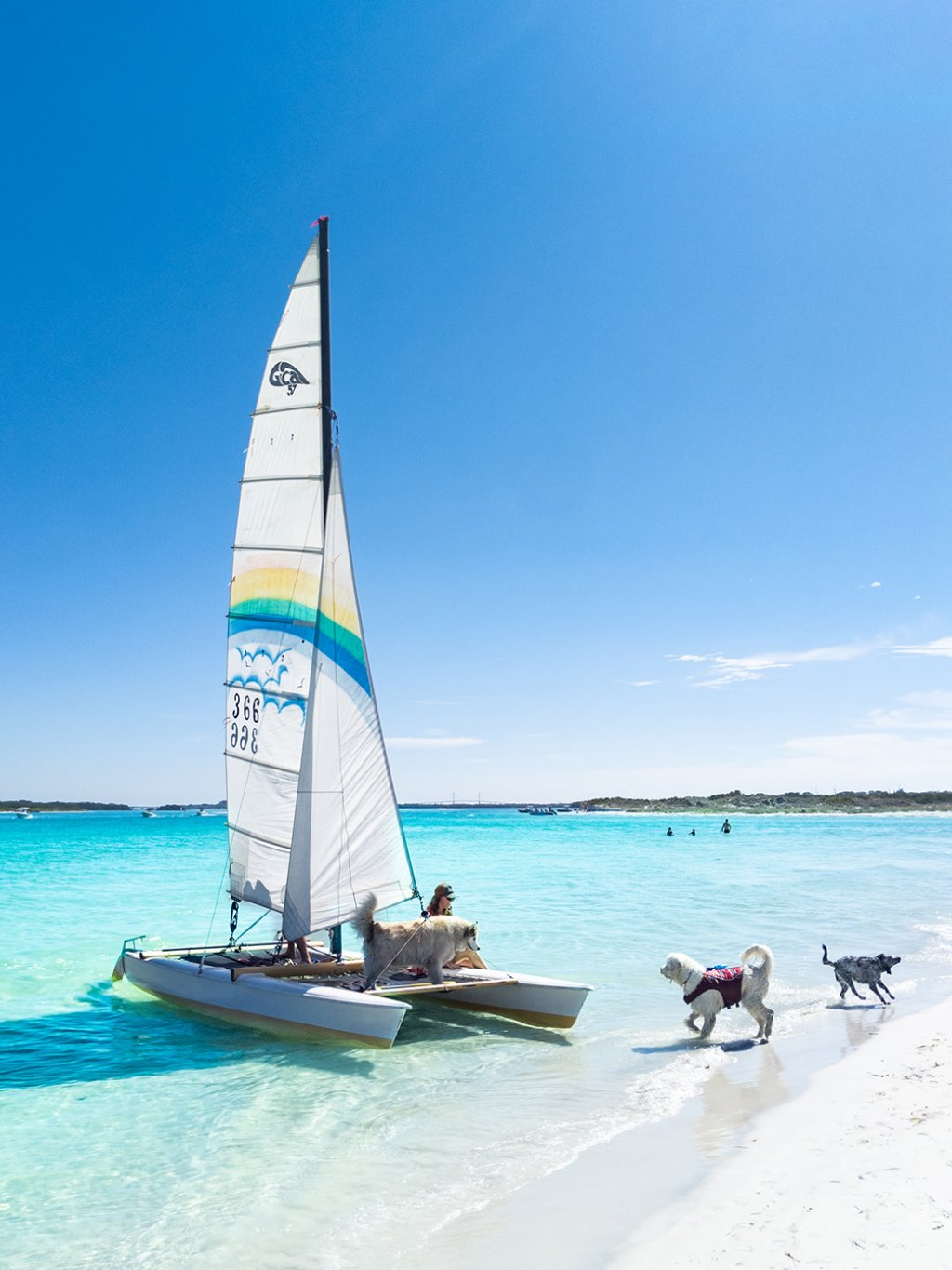 Dogs greeting a small catamaran in the clear waters of Fort de Soto Park
